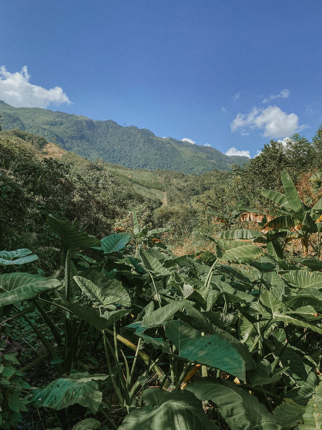 Biocultural Heritage — The Web that Weaves Back to Its Original Source