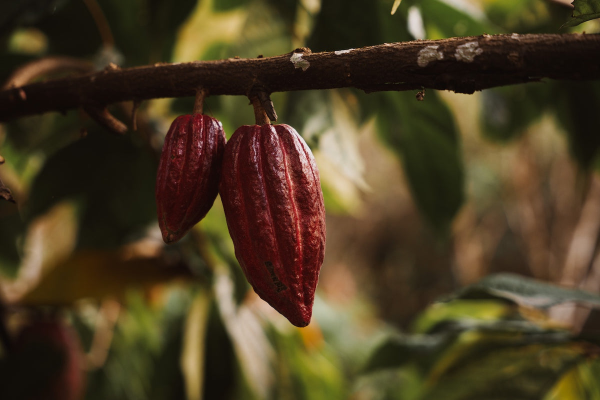 Ancestral Cacao