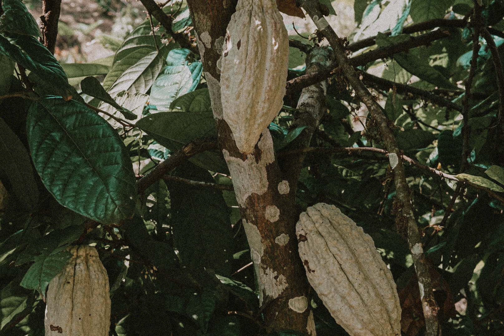 Safeguard the Biocultural Heritage of Cacao