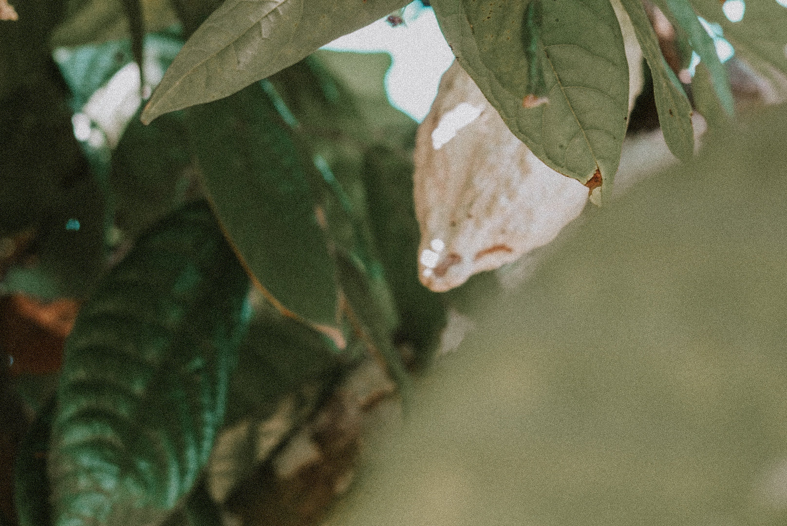 Safeguard the Biocultural Heritage of Cacao